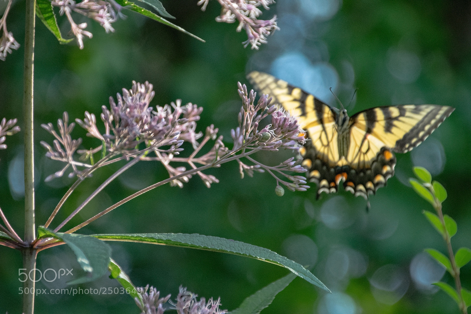 Nikon D5300 sample photo. Summer dreams photography