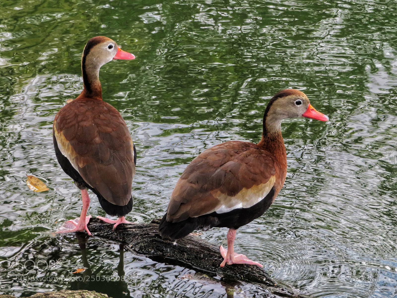 Canon PowerShot SX720 HS sample photo. Two ducks on a photography