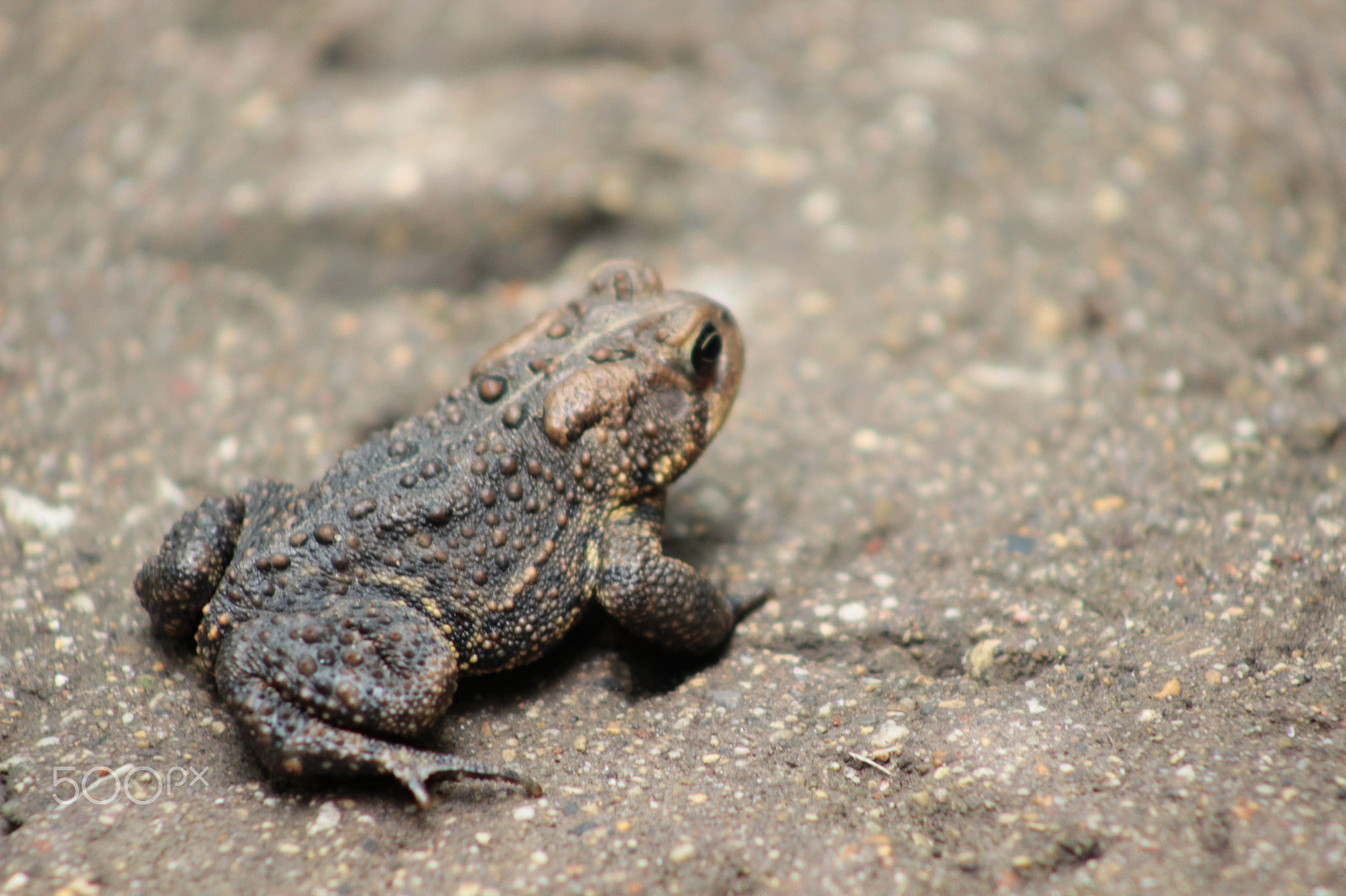 Canon EF 75-300mm f/4-5.6 sample photo. Toad photography