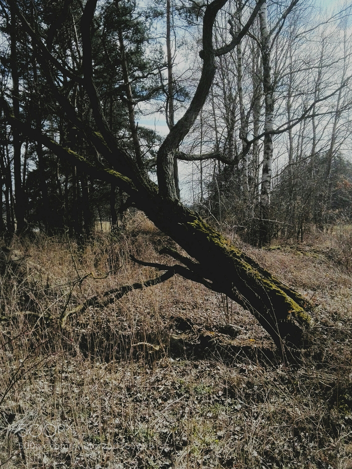 HUAWEI P8 Lite sample photo. Untitled photography