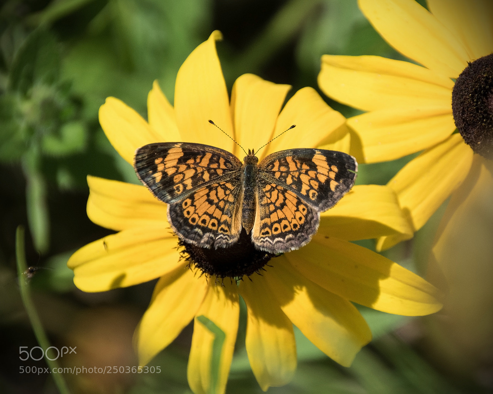 Nikon D5300 sample photo. Pearl crescent butterfly on photography