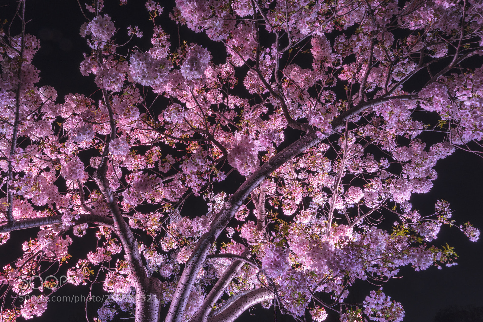 Sony a7R sample photo. Sakura photography