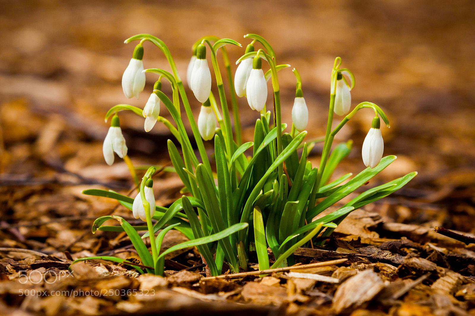 Canon EOS 5D Mark II sample photo. Spring flowers white photography