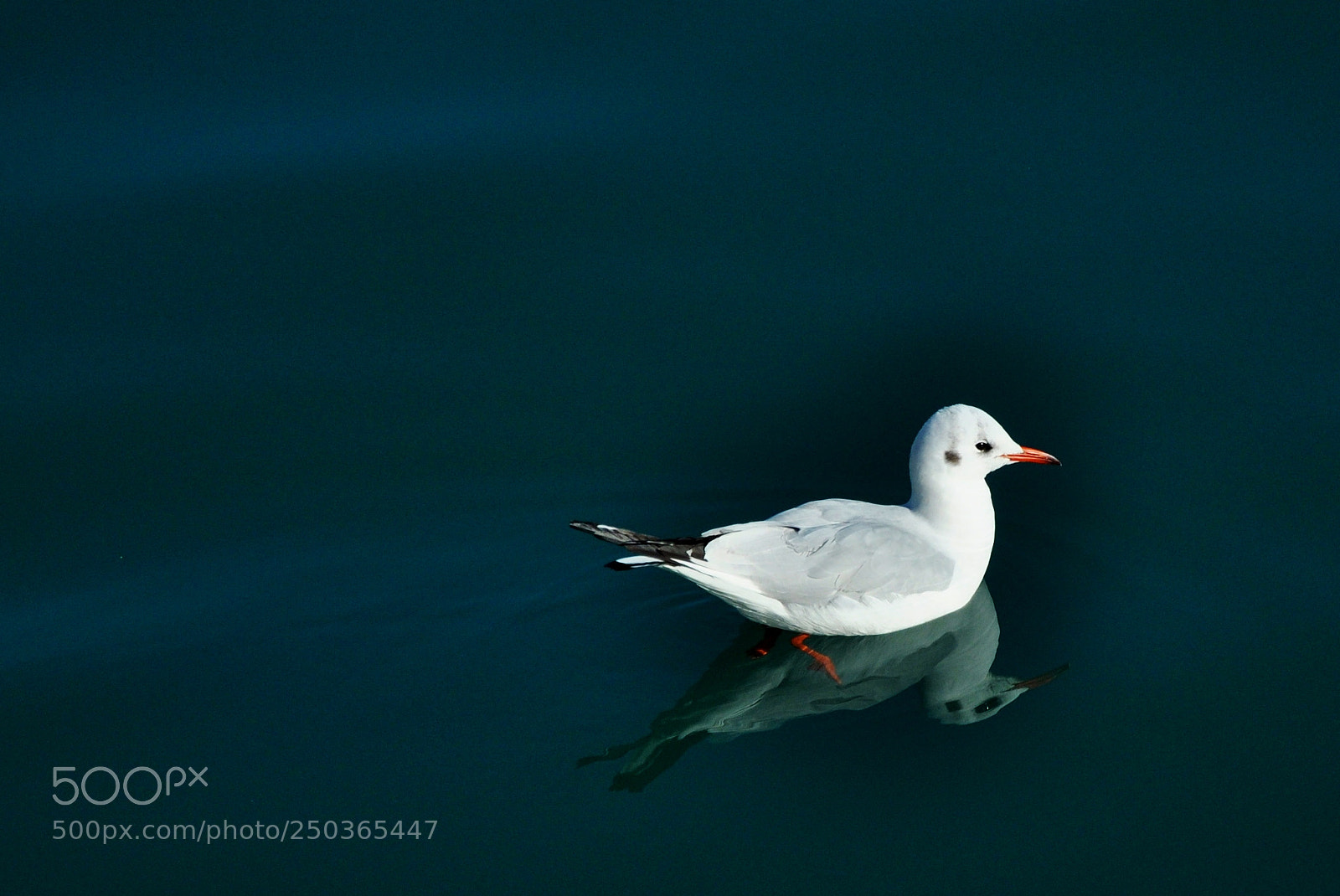 Nikon D90 sample photo. Bird photography