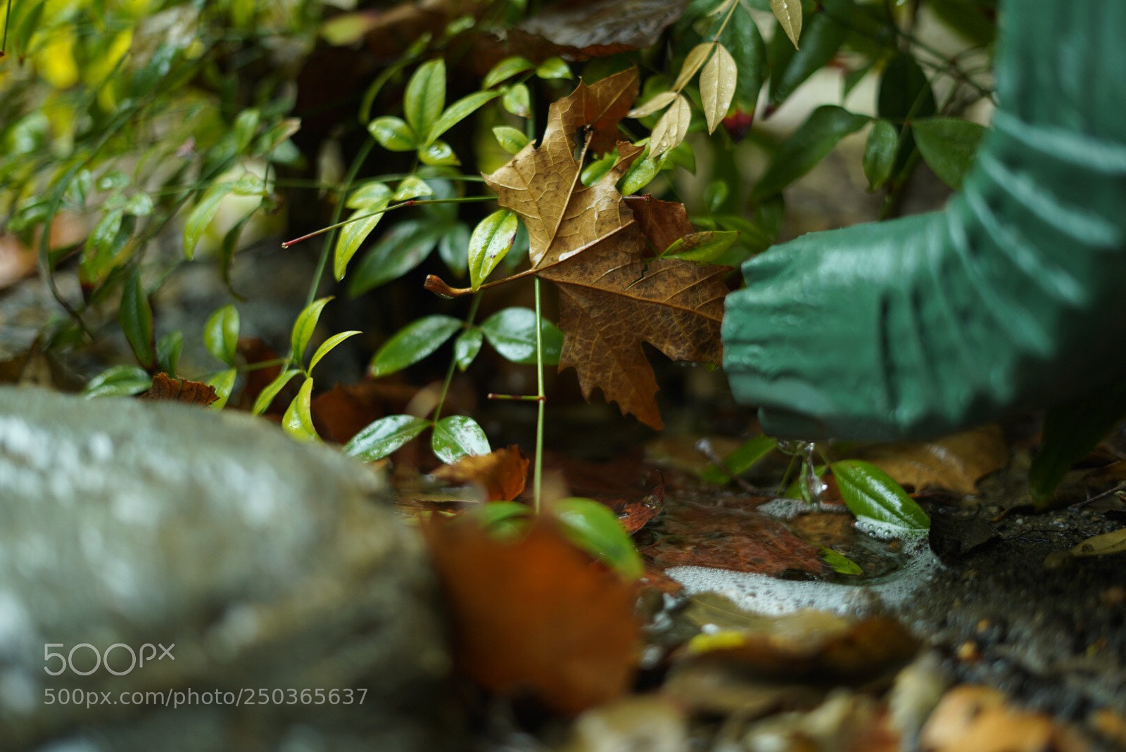 Sony a7R III sample photo. Little rain photography