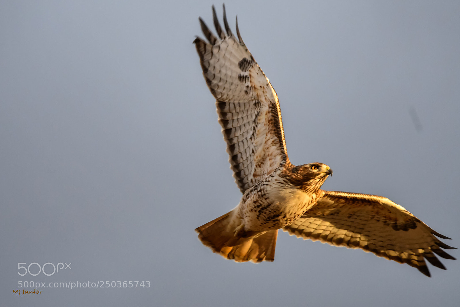 Nikon D7500 sample photo. Hawk 0012 photography