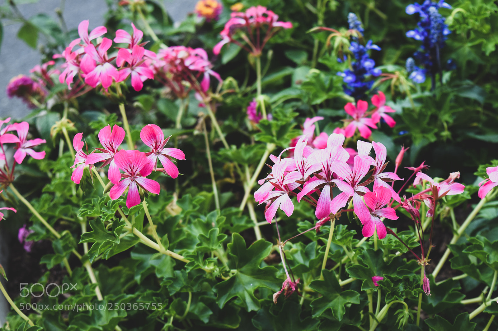 Nikon D5300 sample photo. A city garden photography