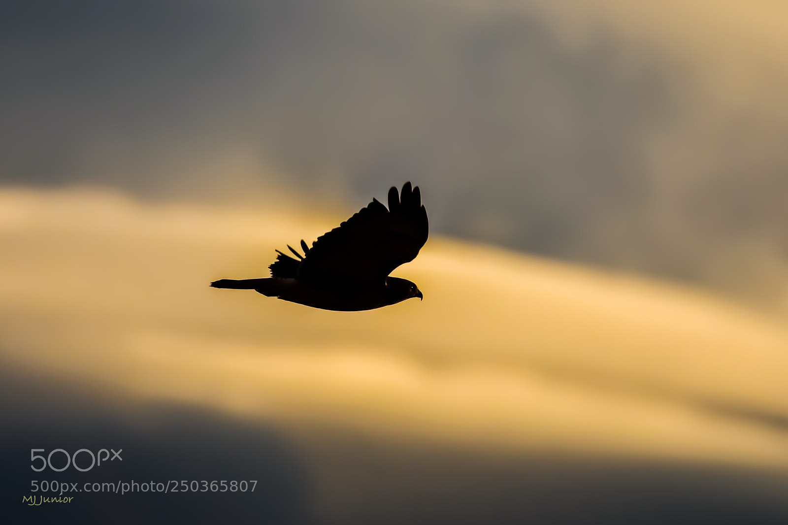Nikon D7500 sample photo. Hawk 0013 photography
