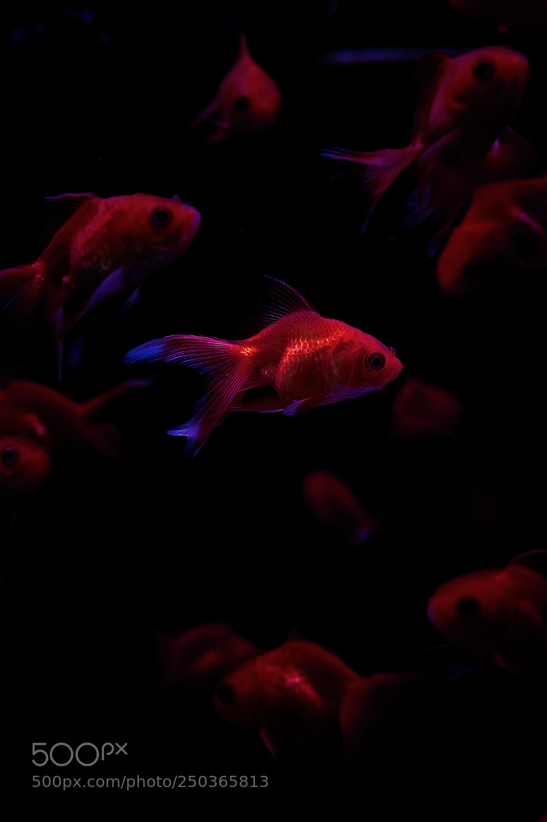 Sony a6000 sample photo. Poissons rouges photography