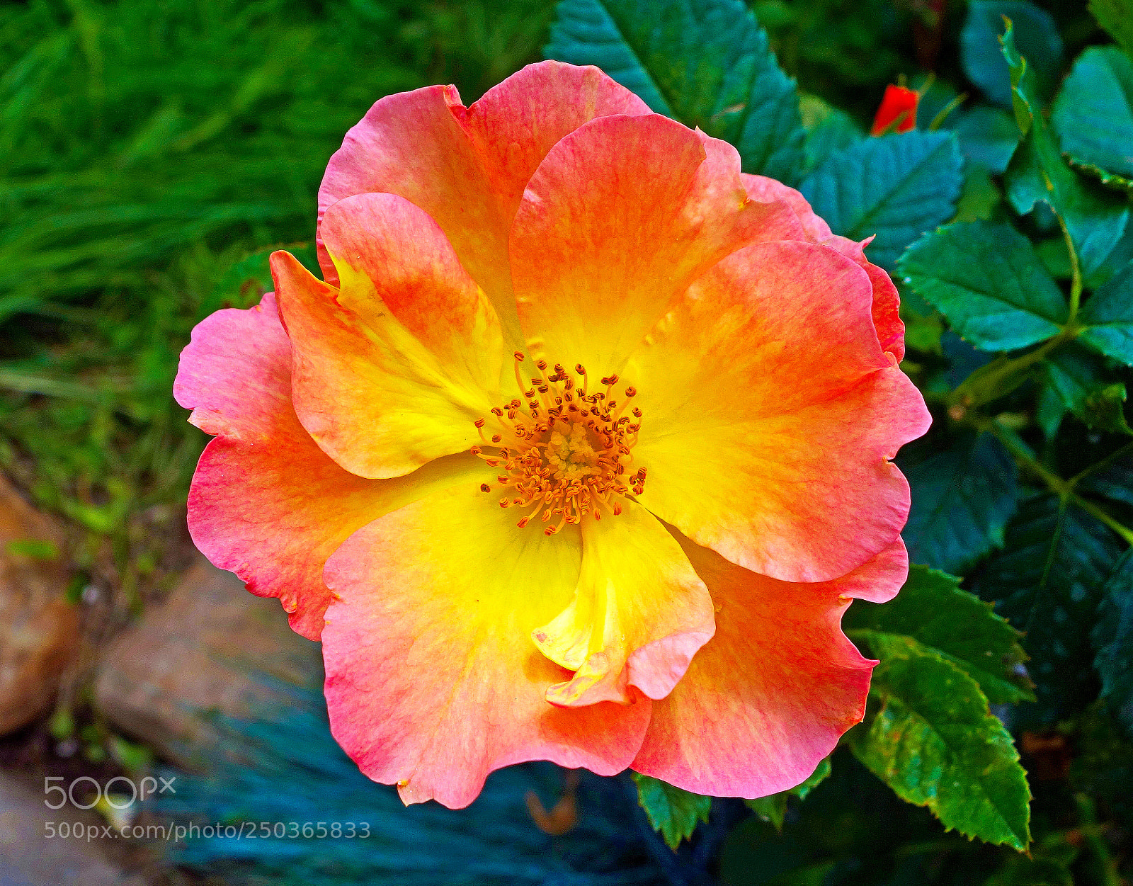Sony Cyber-shot DSC-RX100 sample photo. Blooming radience photography