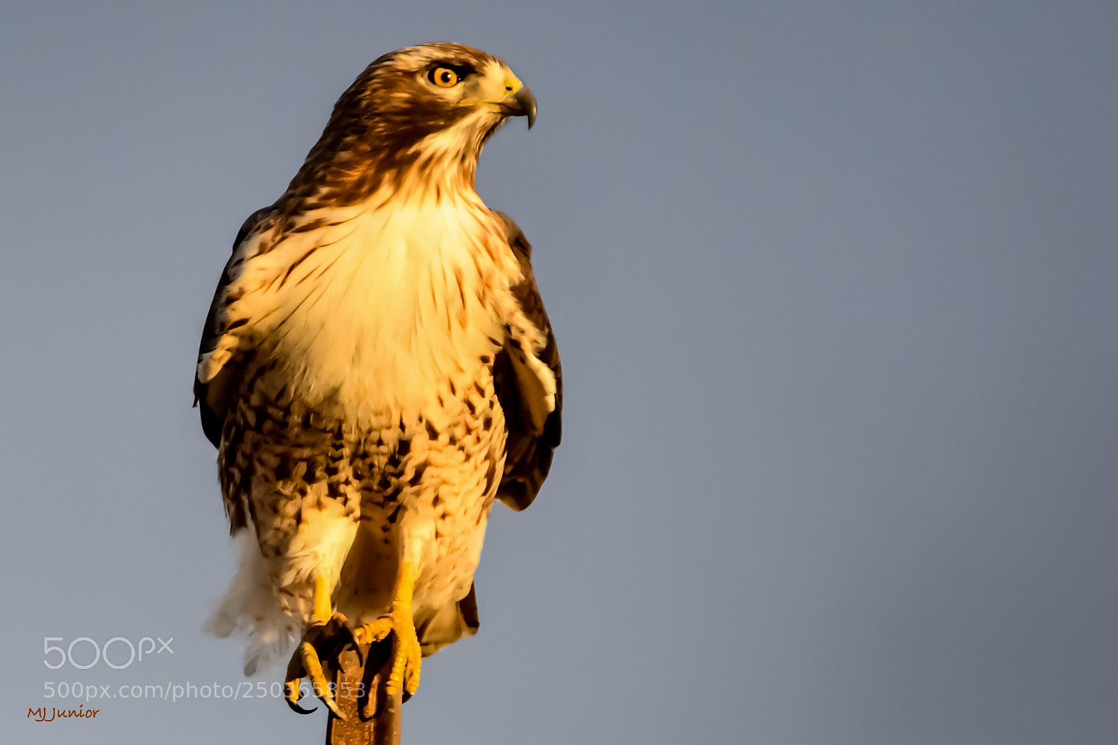 Nikon D7500 sample photo. Hawk 0014 photography
