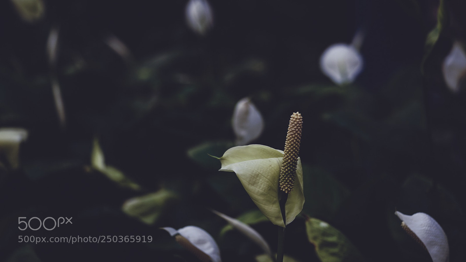 Sony a7R II sample photo. I love nature and photography