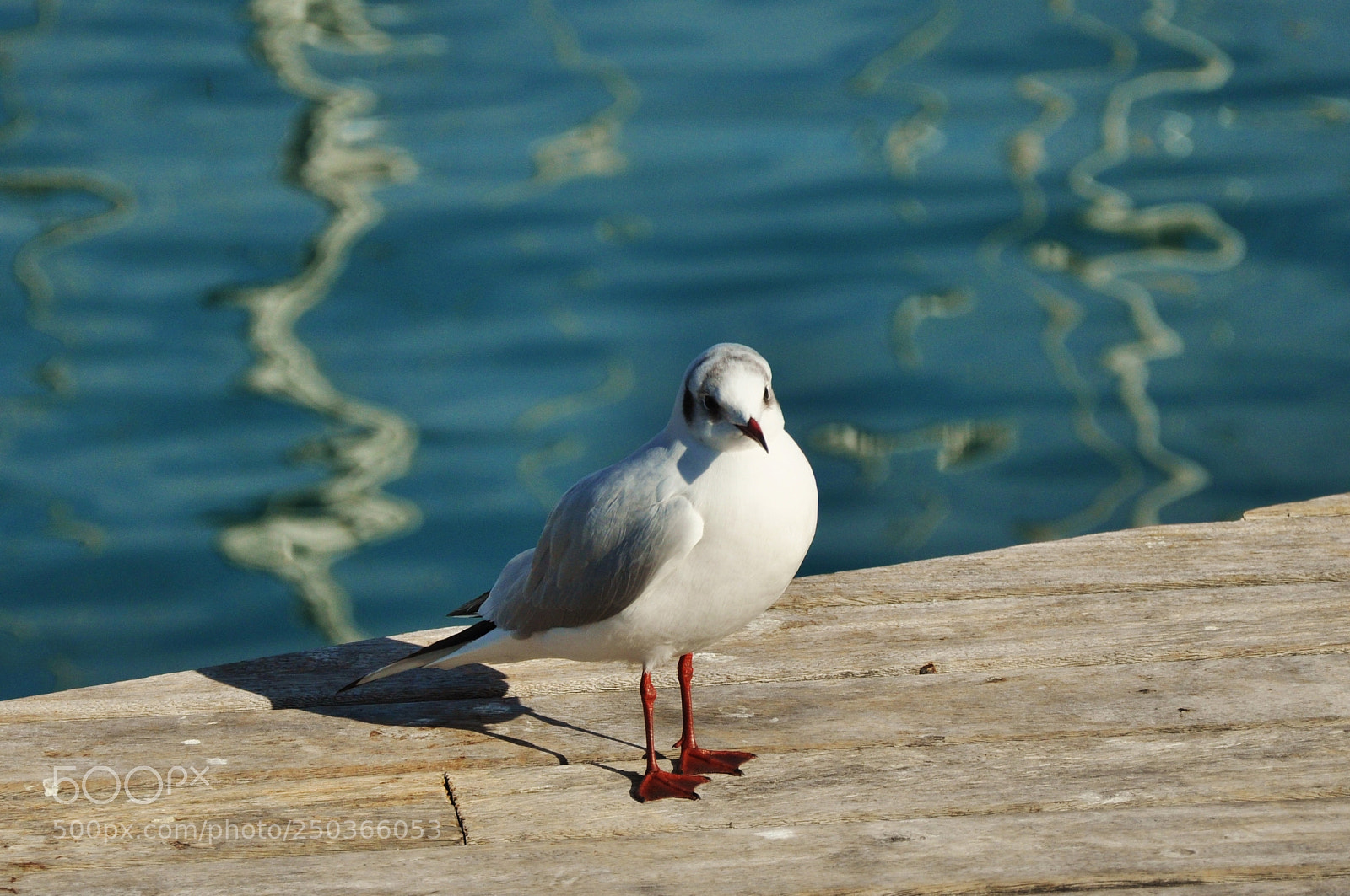 Nikon D90 sample photo. Bird photography
