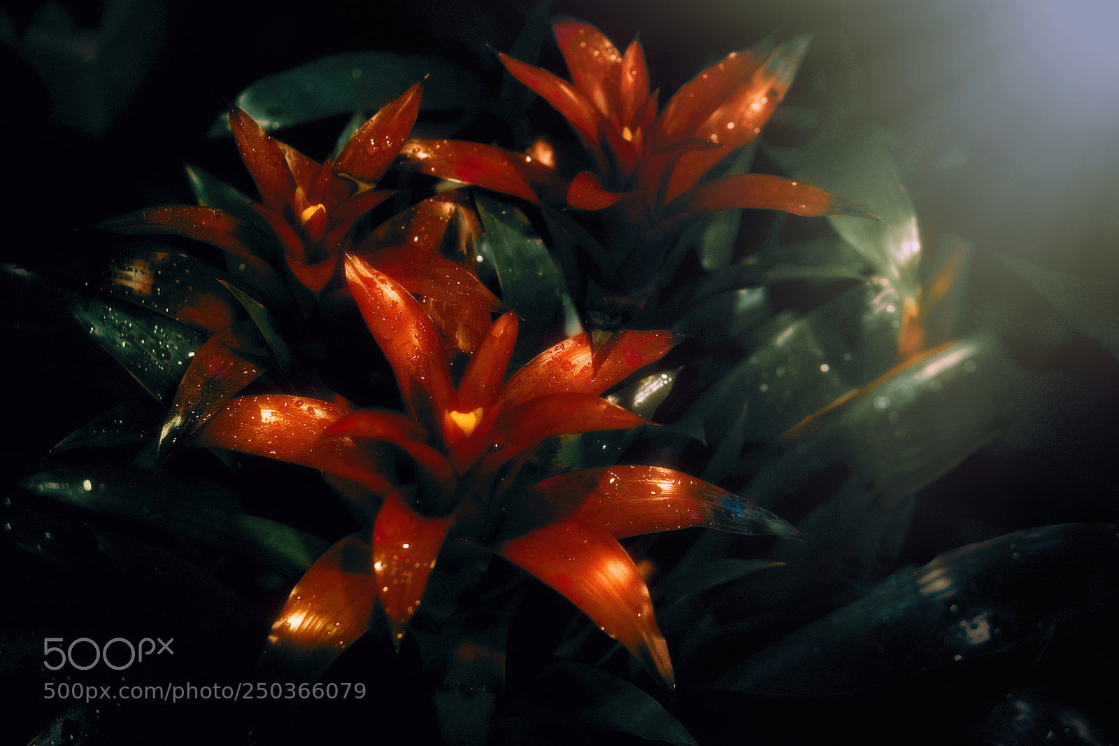 Sony a6000 sample photo. Plant photography