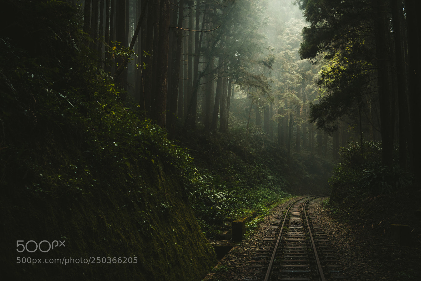 Nikon D600 sample photo. Fog railway photography
