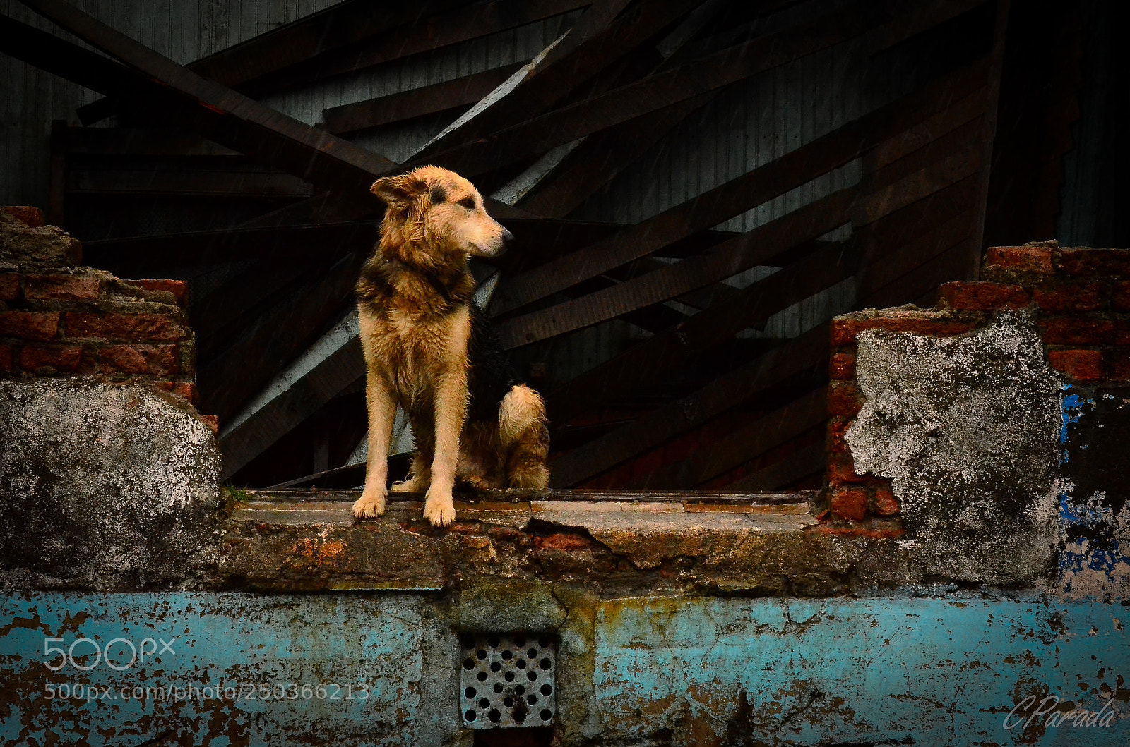 Nikon D7000 sample photo. Lealtad / unique loyalty photography