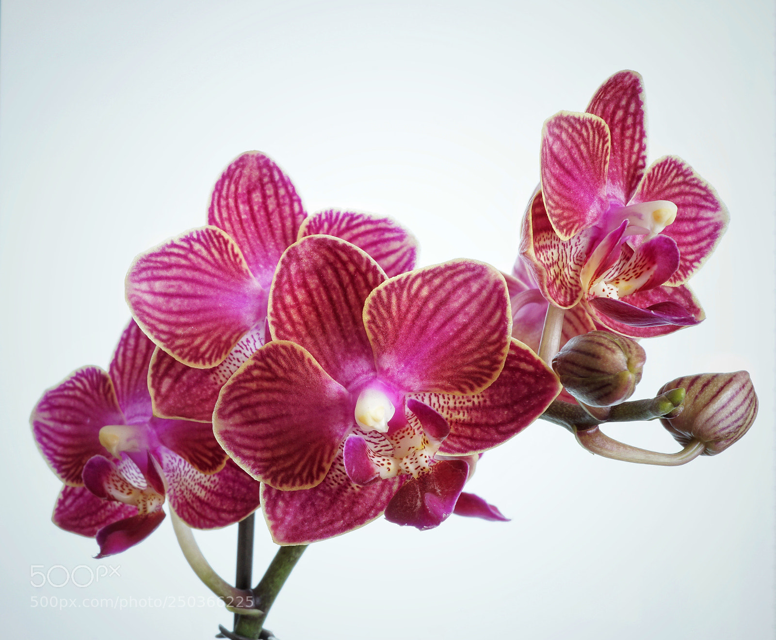 Sony a6000 sample photo. Mini phalenopsis closeup photography