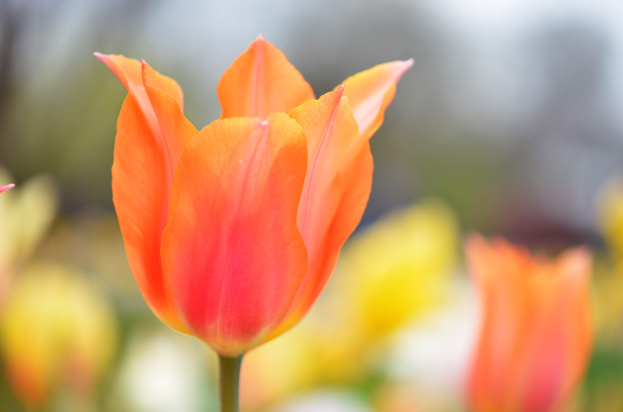 Nikon AF-S DX Micro-Nikkor 85mm F3.5G ED VR sample photo. Orange tulip photography