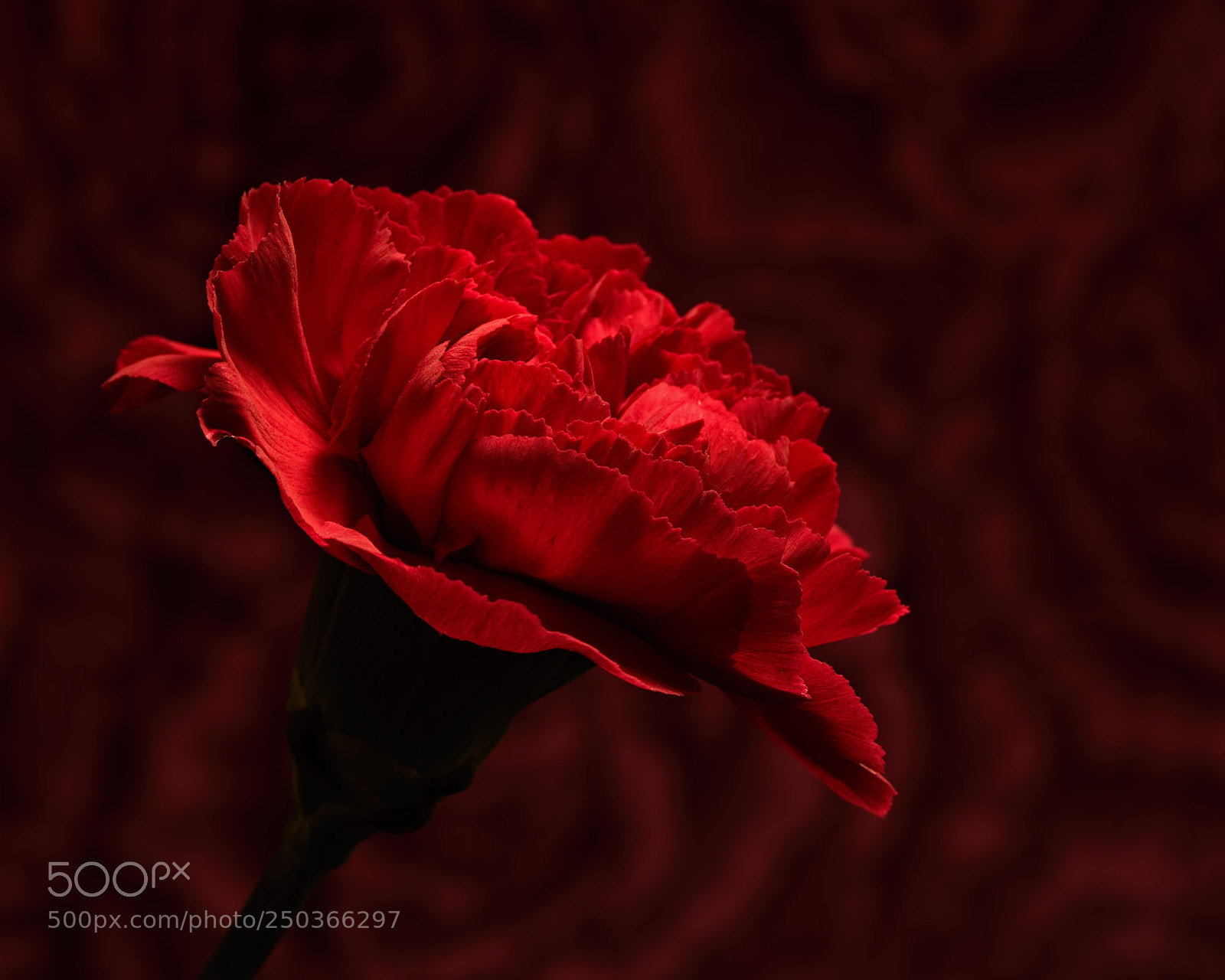 Nikon D810 sample photo. Red carnation 1105 photography