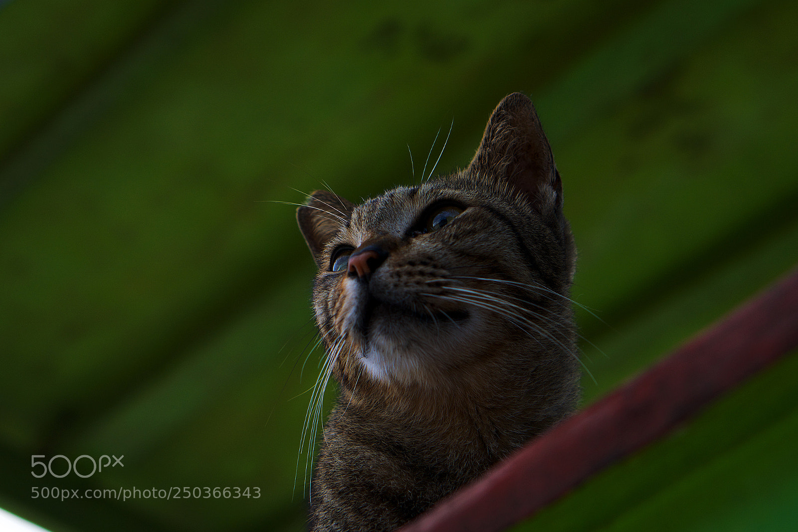 Sony a6000 sample photo. Cat taxe photography