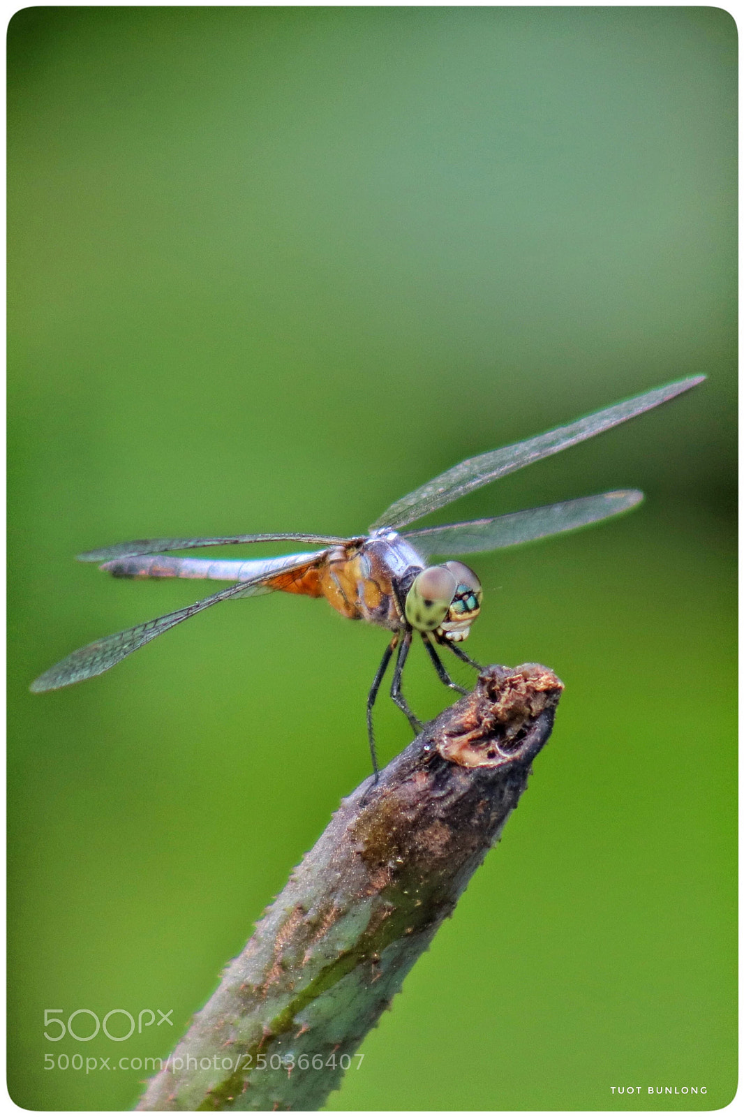 Canon EOS 77D (EOS 9000D / EOS 770D) sample photo. Untitled photography