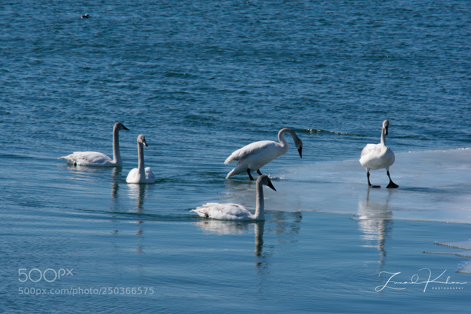 Nikon D3400 sample photo. Trumpeter swans  photography