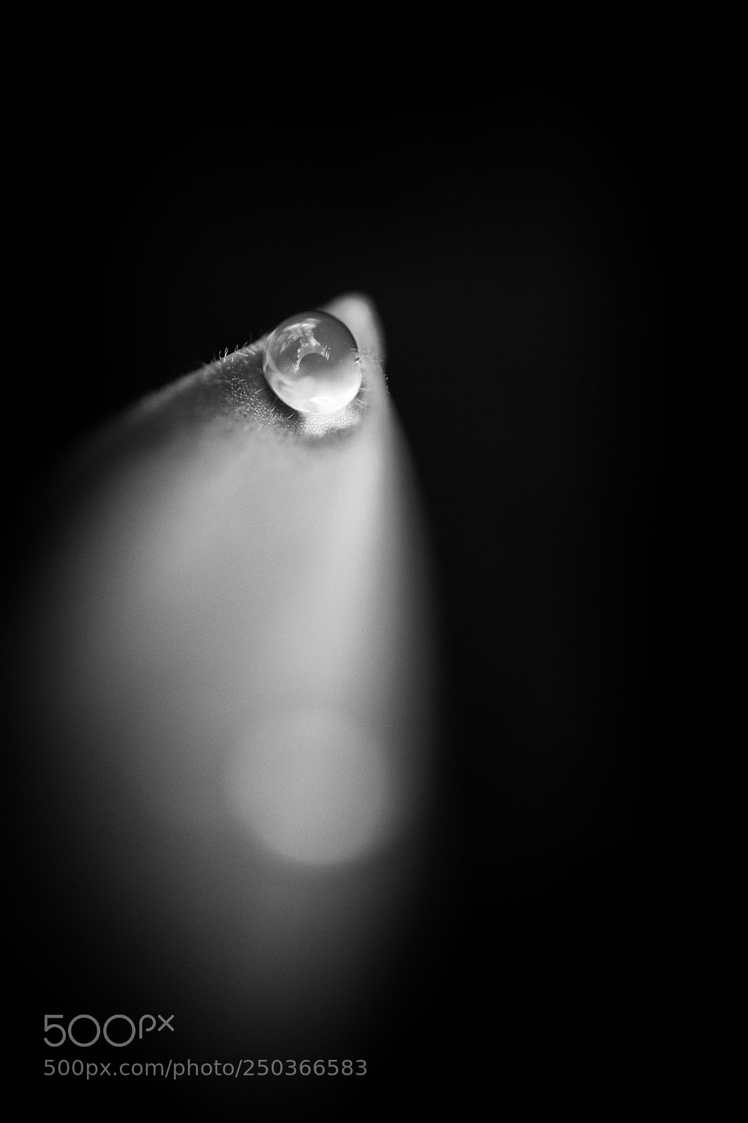 Fujifilm X-T2 sample photo. Drop on a tulip photography