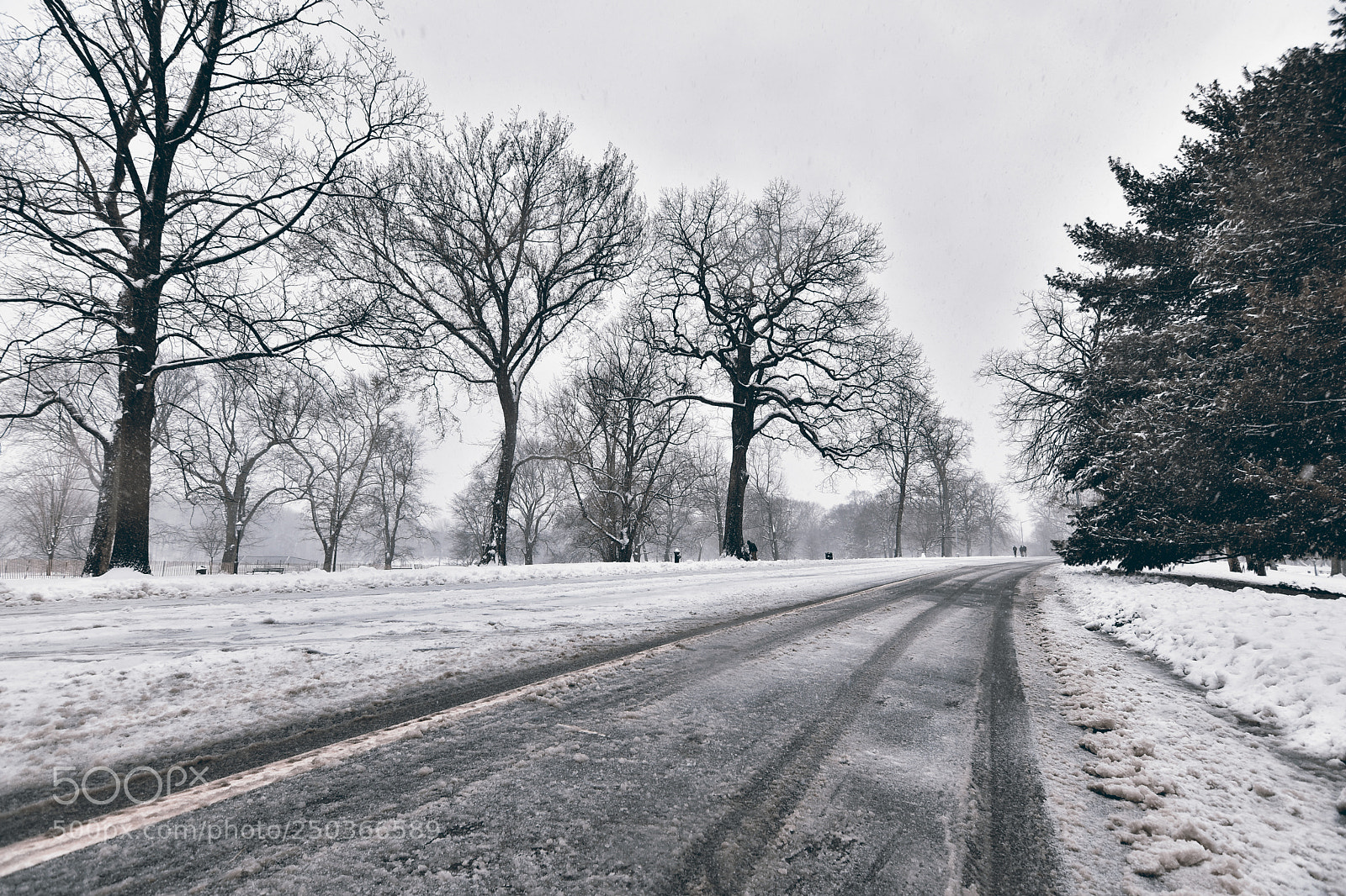 Nikon D5500 sample photo. Snow day photography