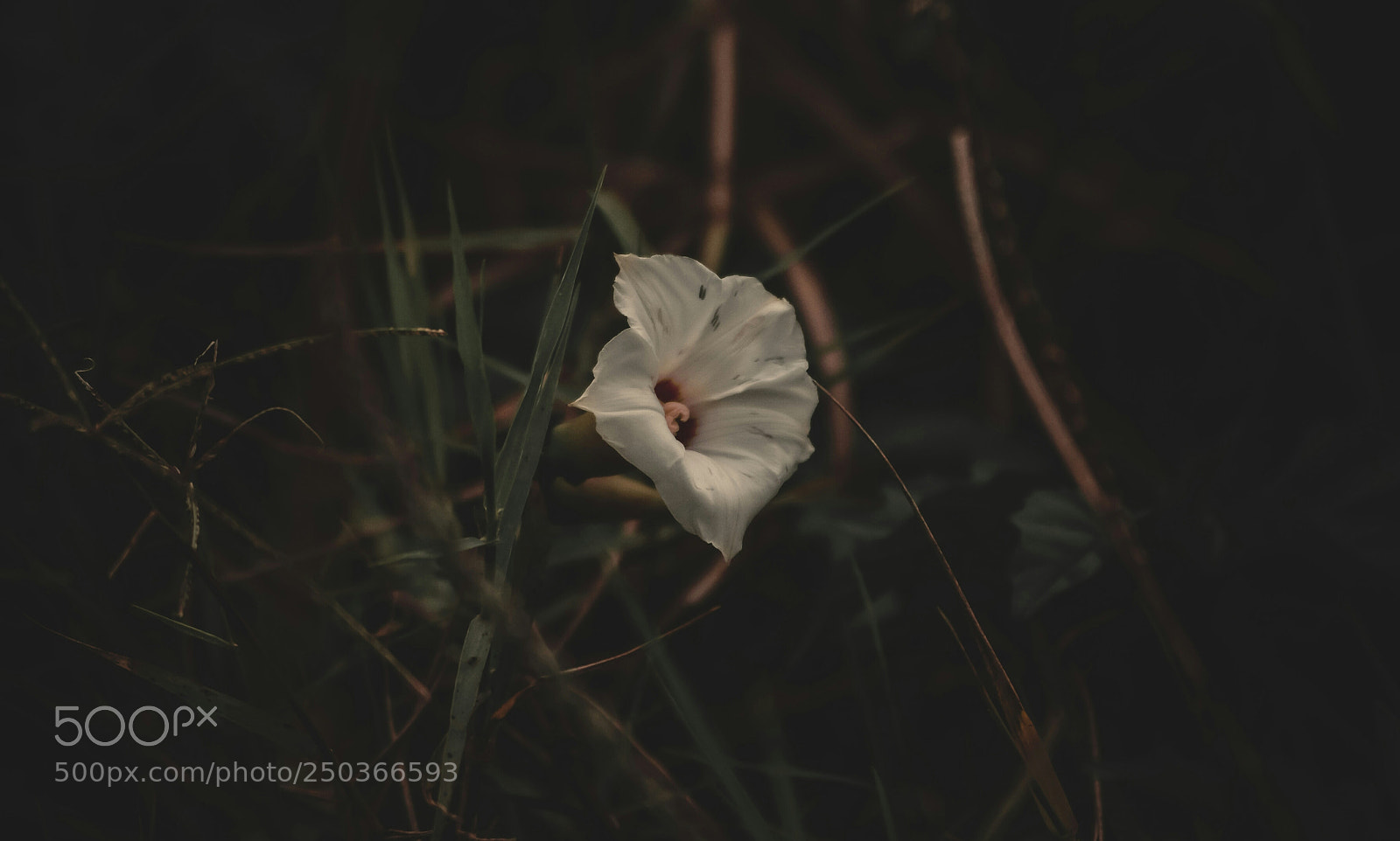 Nikon D3300 sample photo. Flor blanca photography