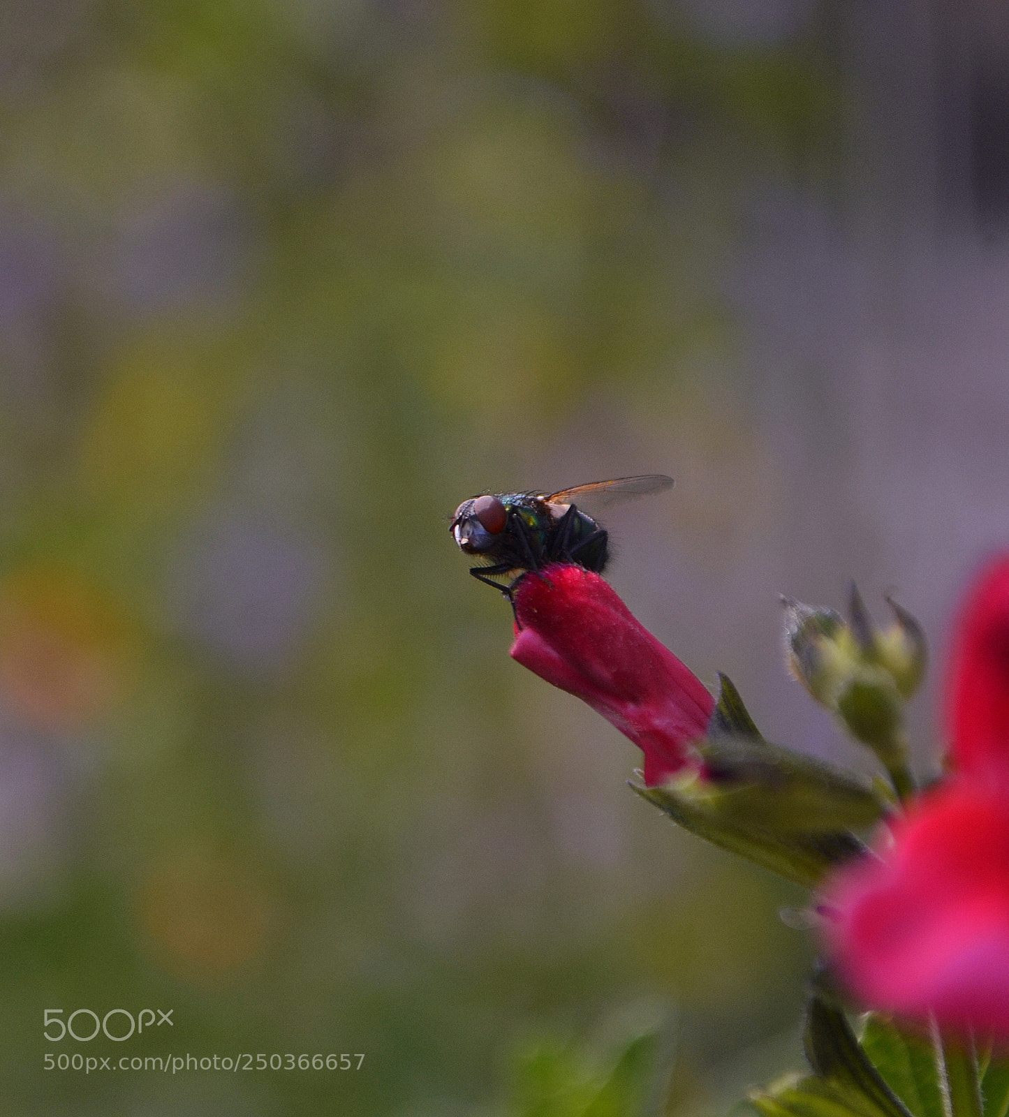Nikon D3100 sample photo. Pose photography
