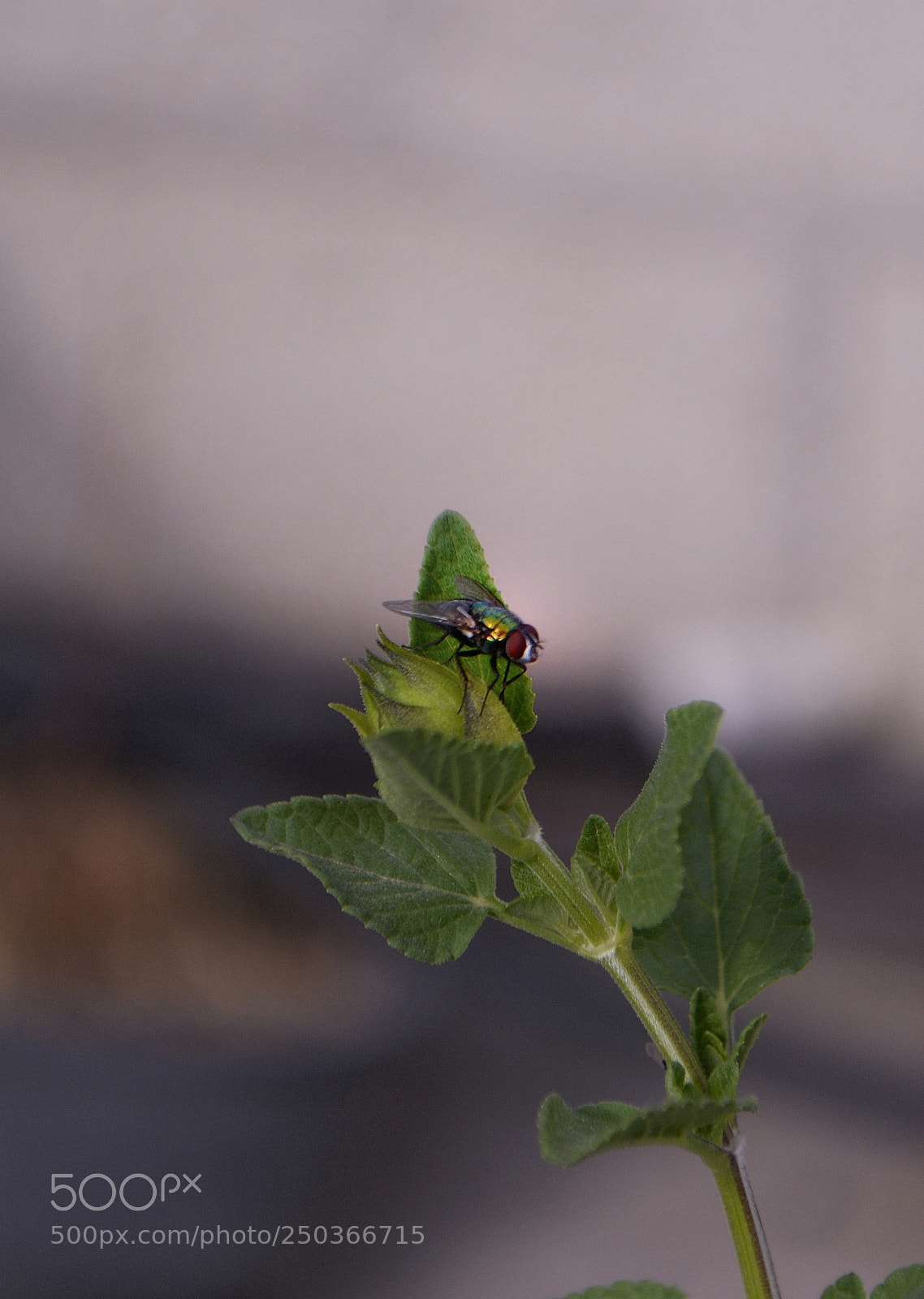 Nikon D3100 sample photo. Otra vez la misma photography