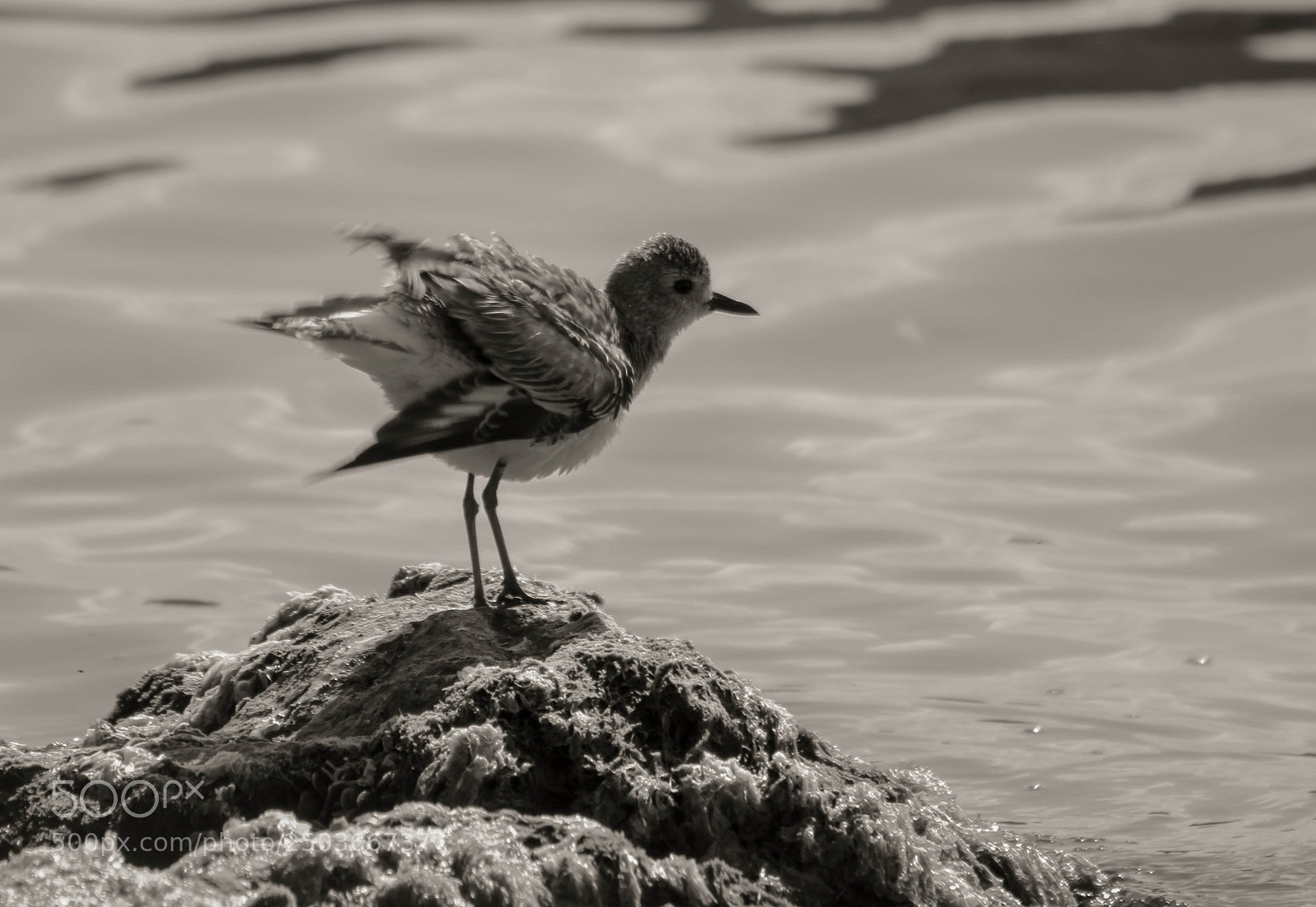 Canon EOS 1300D (EOS Rebel T6 / EOS Kiss X80) sample photo. Coastal bird photography