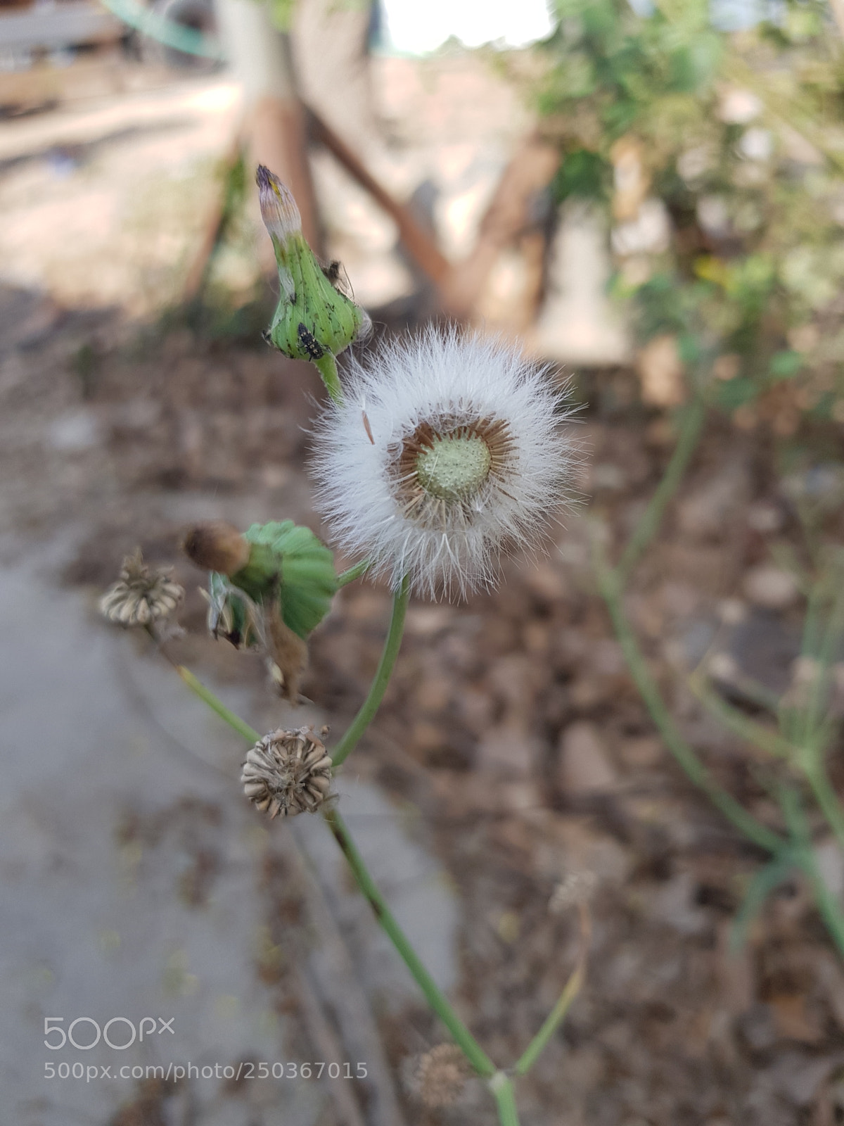 Samsung Galaxy S8+ sample photo. Untitled photography