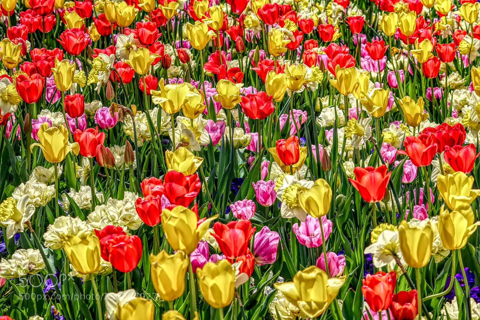 Sony a6500 sample photo. Spring-hdr photography
