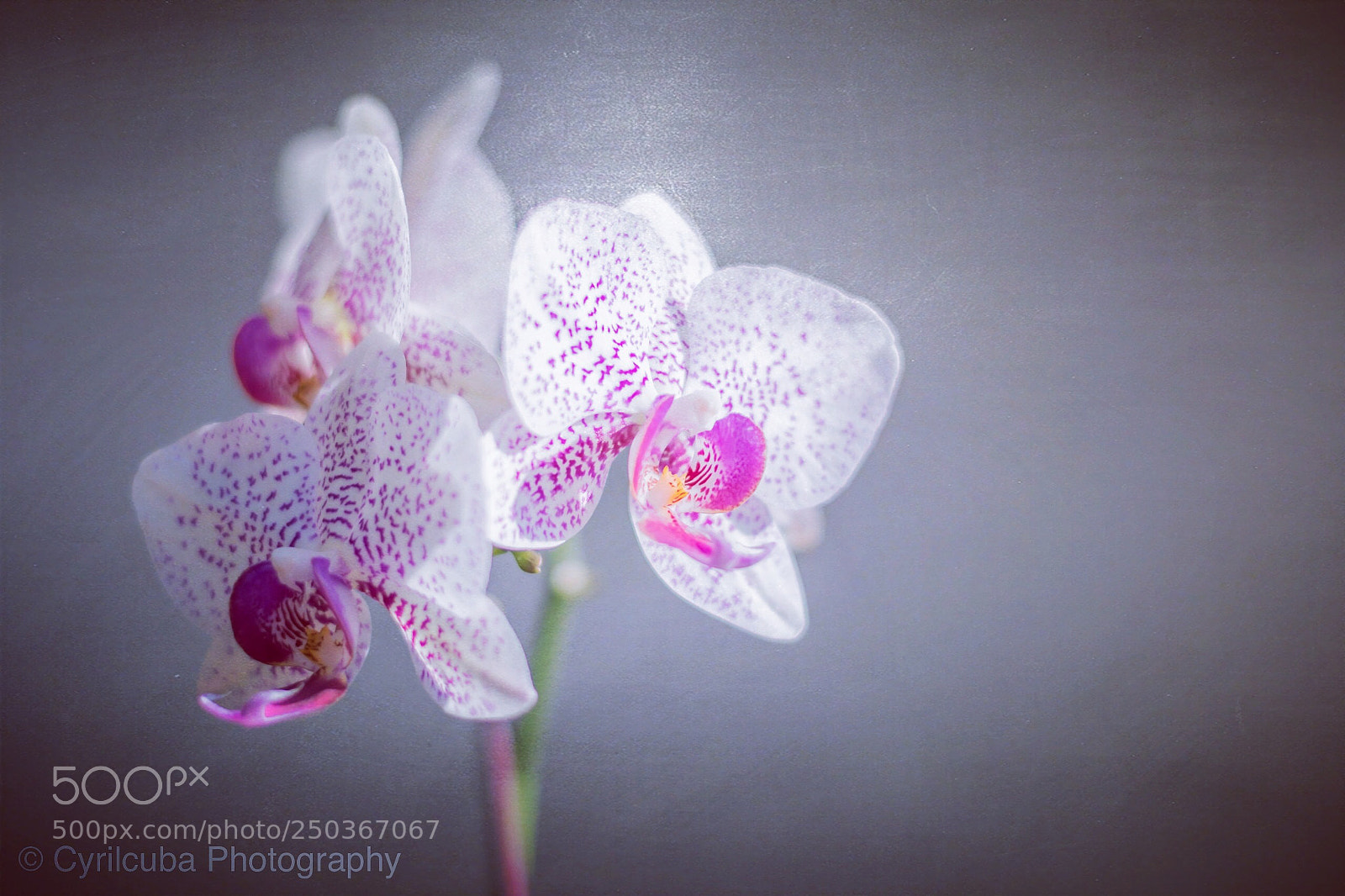 Nikon D5500 sample photo. Flower photography