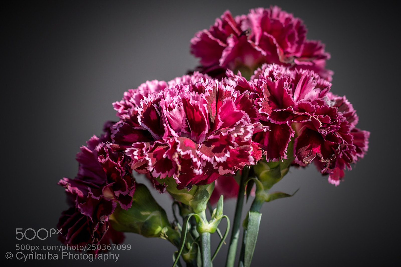 Nikon D5500 sample photo. Flowers photography
