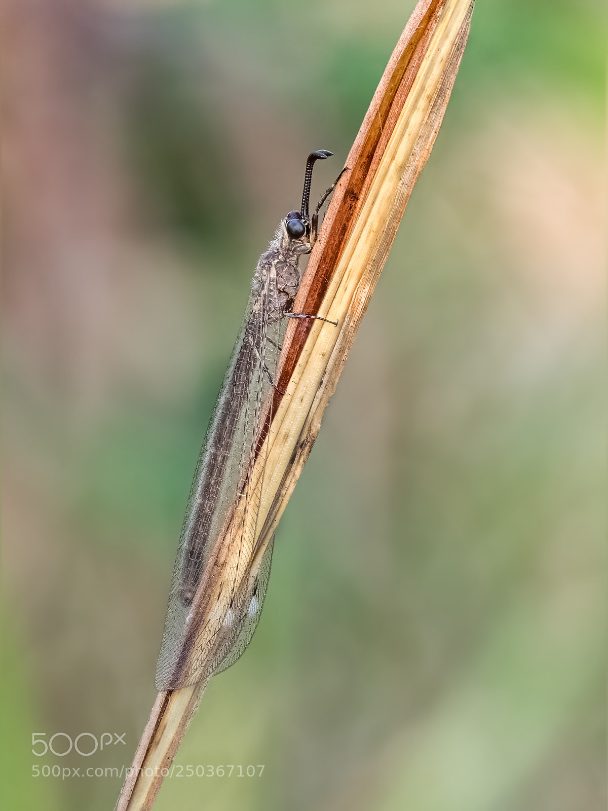 Olympus OM-D E-M1 sample photo. Antlion (mymeleontoidea) photography