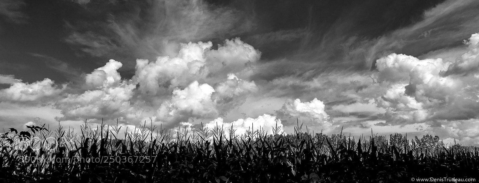 Nikon D800 sample photo. The corn  field photography