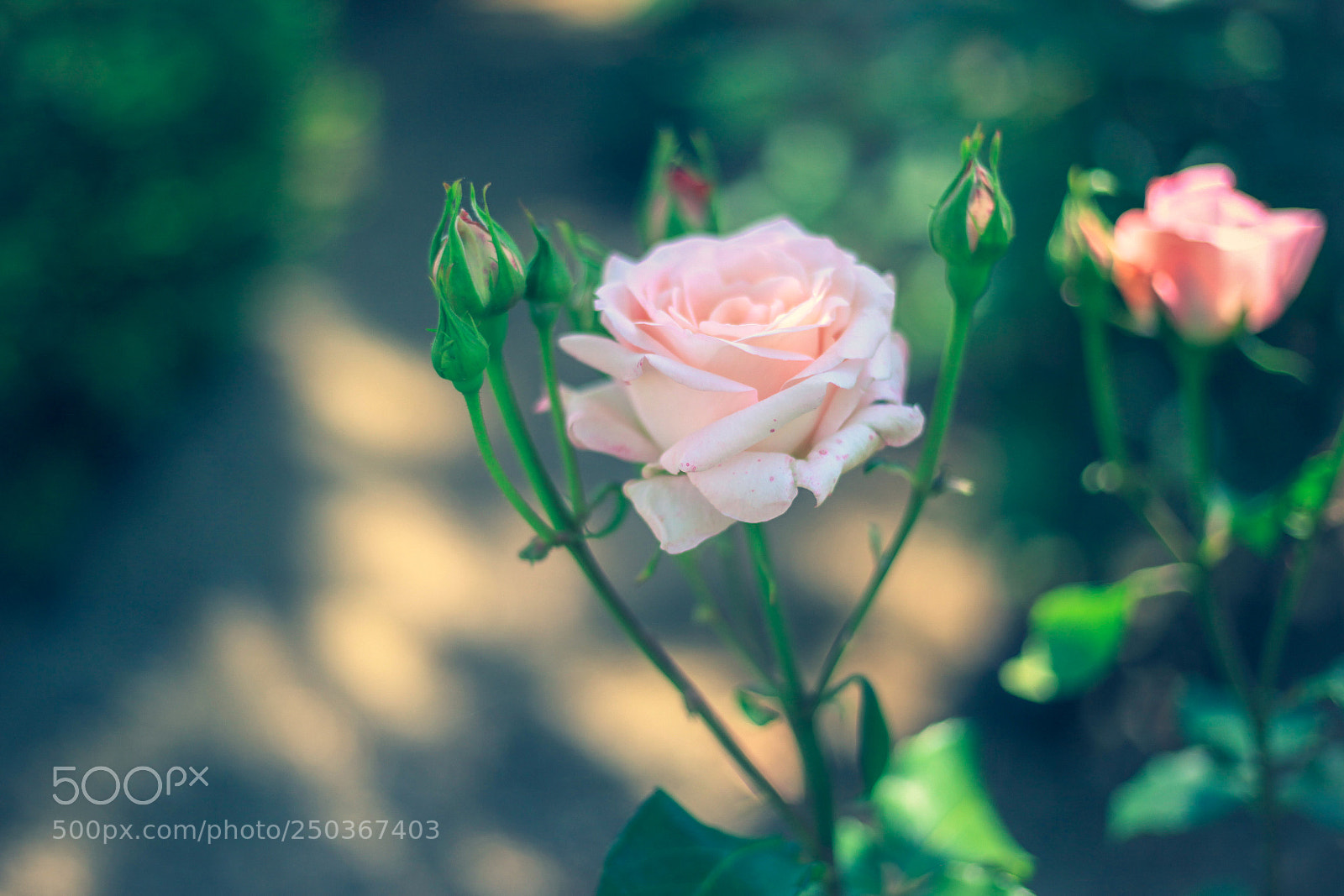 Canon EOS 5D Mark II sample photo. Vernal flowers photography