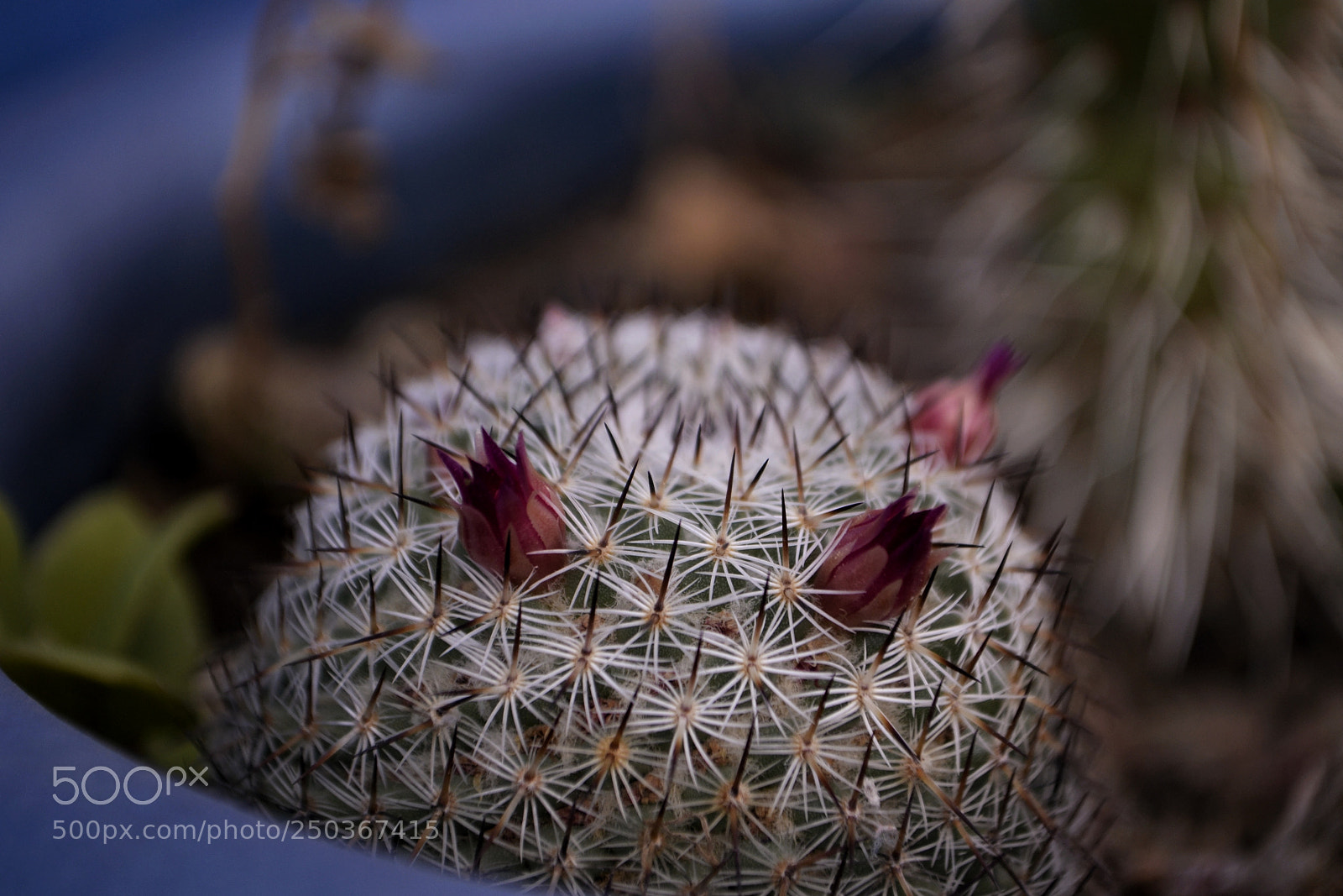 Nikon D3100 sample photo. A veces la belleza photography