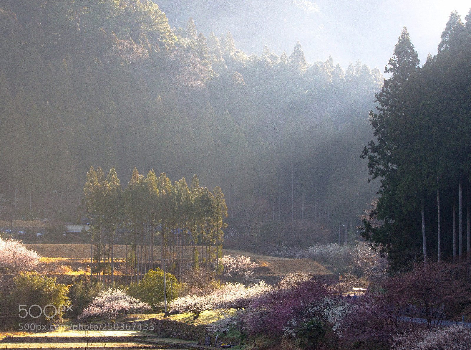Canon EOS 100D (EOS Rebel SL1 / EOS Kiss X7) sample photo. "kaore" plum-garden in japan. photography
