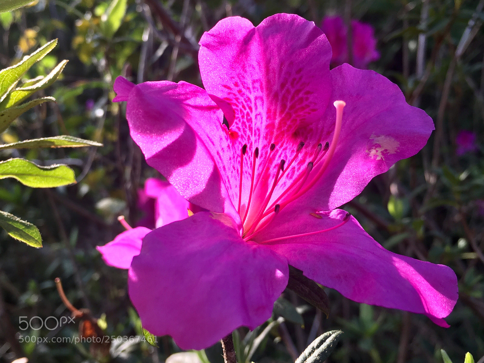 Apple iPhone 6s Plus sample photo. Untitled photography