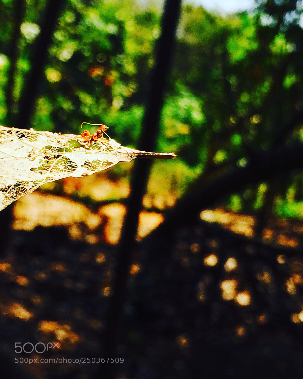 Apple iPhone 5s sample photo. Silent spring photography