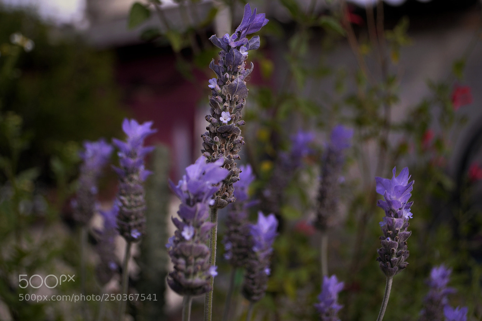 Nikon D3100 sample photo. Lavanda photography