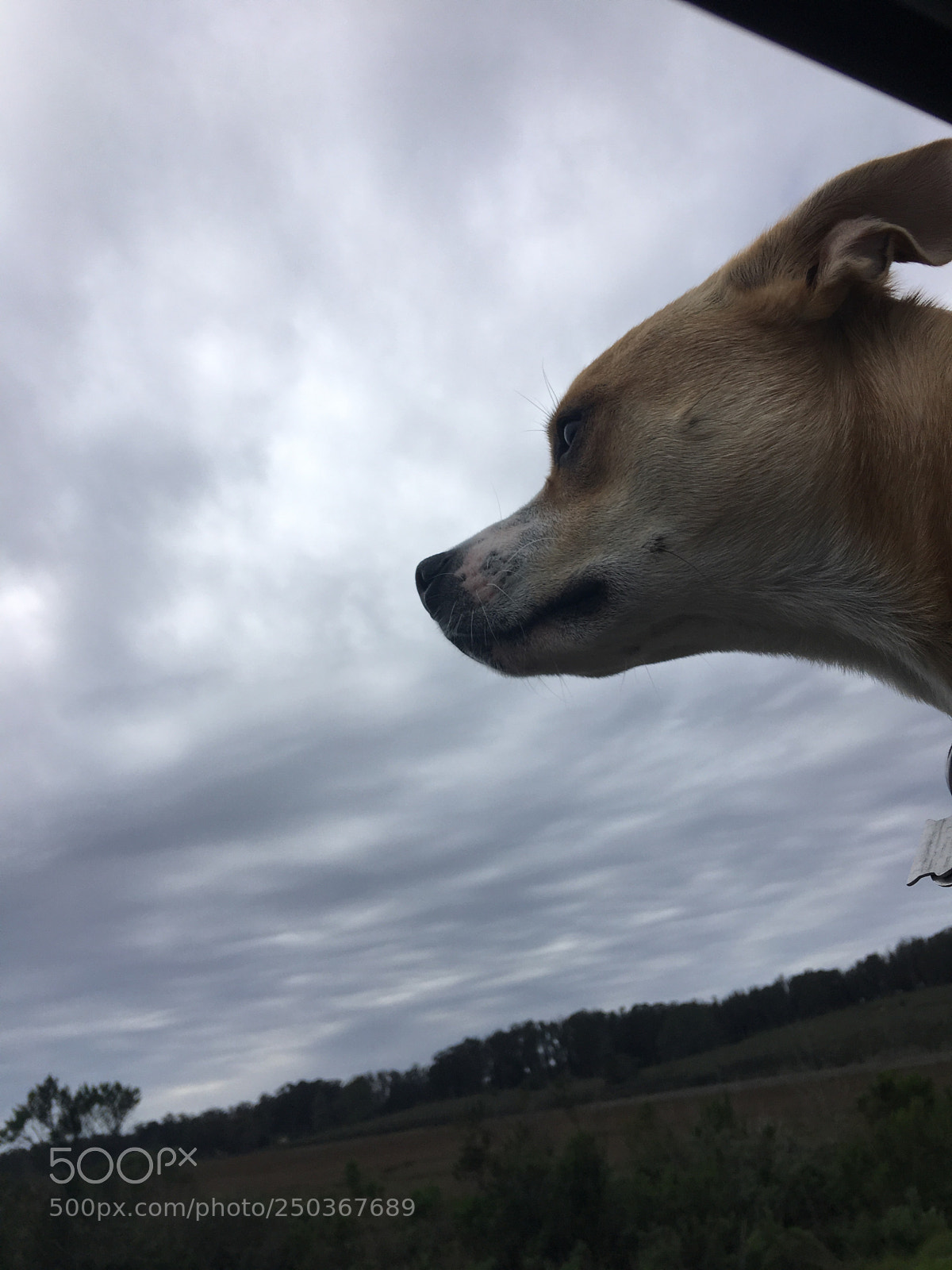 Apple iPhone 6s Plus sample photo. Flying dog. photography
