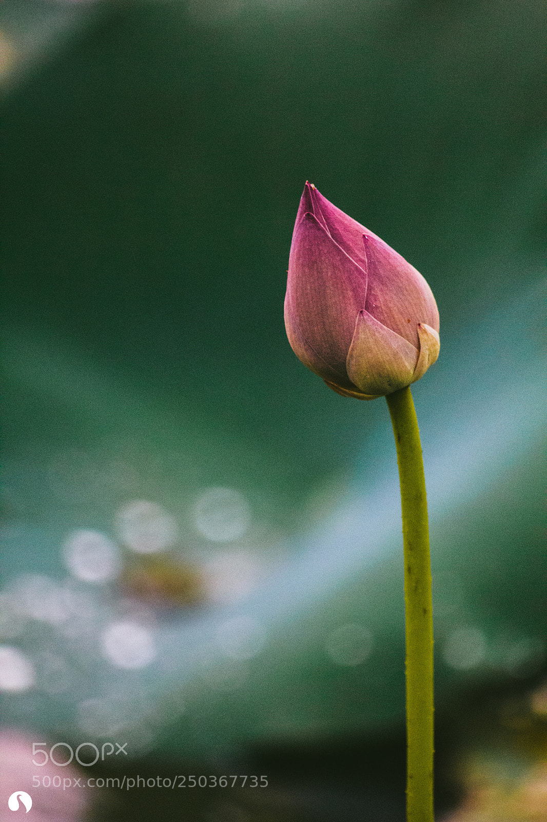 Canon EOS 60D sample photo. Bud photography