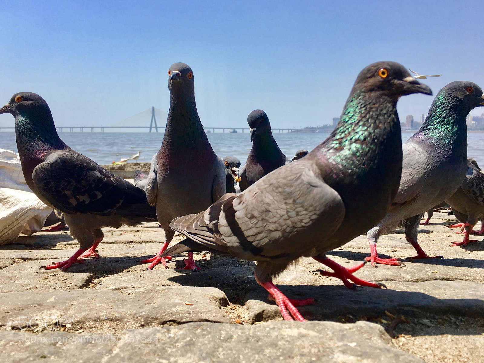 Apple iPhone 6s Plus sample photo. Birds photography