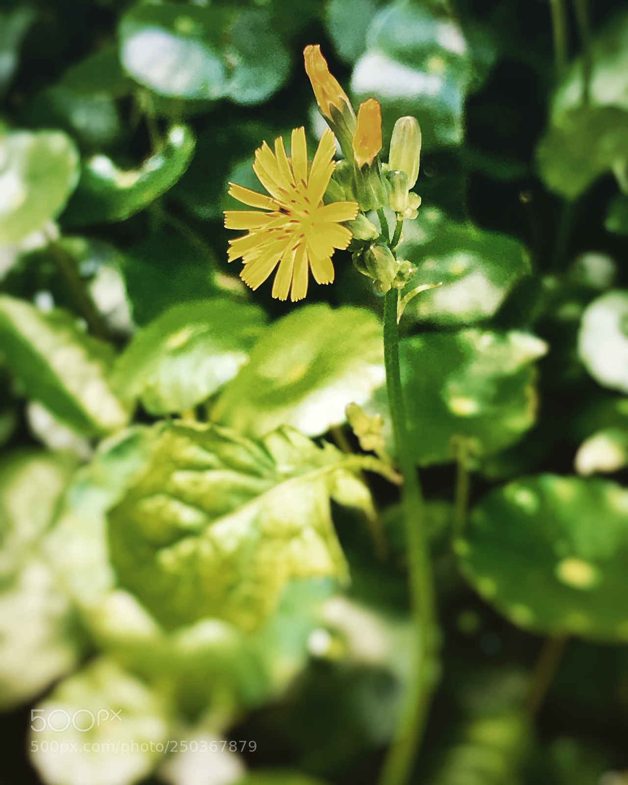 Apple iPhone 6s Plus sample photo. Untitled photography