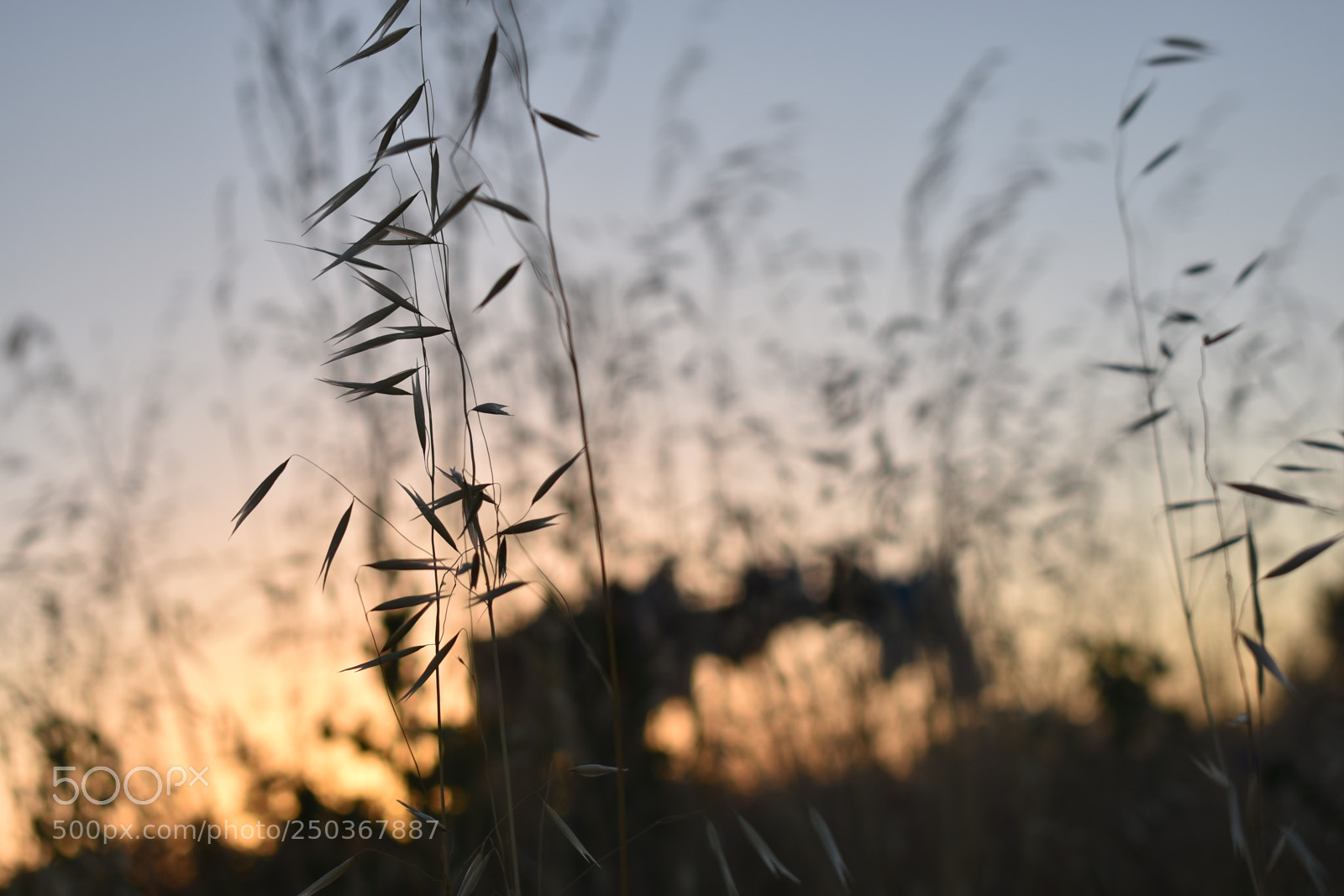 Nikon D5600 sample photo. Early morning daydreams photography