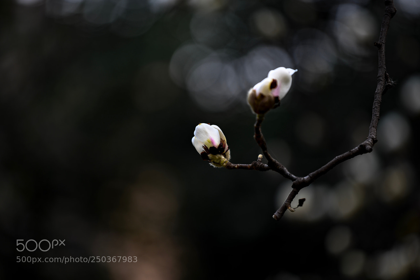 Nikon D850 sample photo. Flower photography